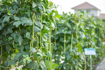 The asparagus bean (Vigna unguiculata subsp. sesquipedalis) It is also known as the yardlong bean, in a vegetable garden, ready to harvest.