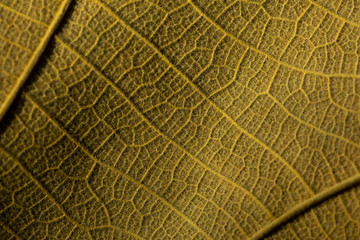 Old leaf details