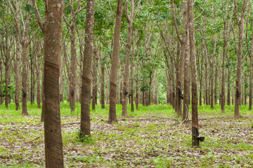 Row of para rubber plantation in South of Thailand,rubber trees