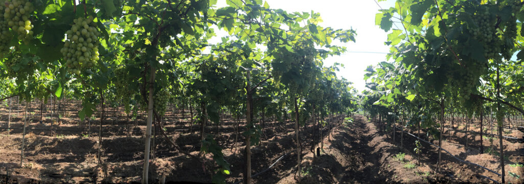 Bright Day Grapevine yard