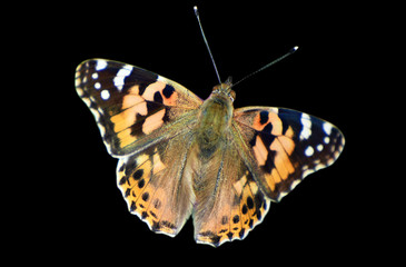 Beautiful butterfly, isolated background