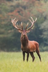 Strong male red deer, cervus elaphus, stag standing calmly on meadow isolated on green blurred background. Buck with big massive antlers trophy. Wild animal in natural environment. Dominant male.