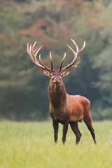 Photo sur Plexiglas Cerf Strong male red deer, cervus elaphus, stag standing calmly on meadow isolated on green blurred background. Buck with big massive antlers trophy. Wild animal in natural environment. Dominant male.