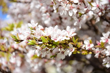 White-pink cherry tree.
