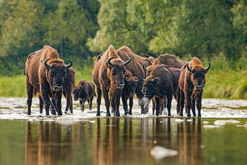 Numerous herd of european bison, bison bonasus, crossing a river. Majestic wild animals splashing...