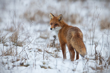 Red fox, vulpes vulpes, on snow in winter. Wild predator in cold weather. Wildlife scenery from...