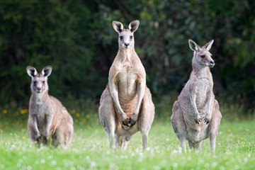 Fototapeta na wymiar Three Kangaroos