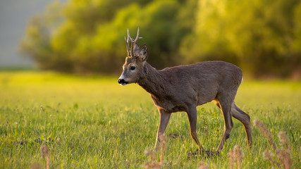 Roe deer, capreolus capreolus, buck in spring time at sunset. Backlit wild deer in nature.