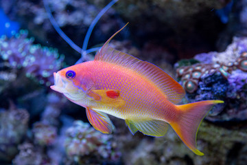 Coral fish - Pseudanthias squamipinnis