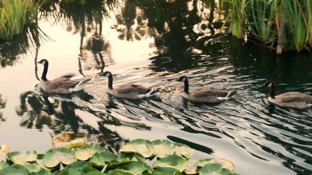 A line of young Canada Geese swims past.