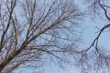 tree branches in winter
