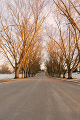 Winter View of a Road thru the Woods