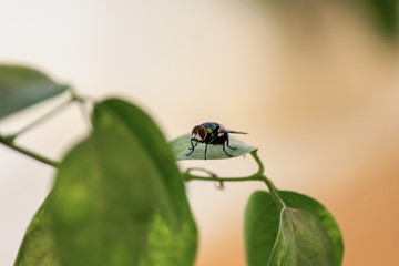 E or fly on the top of leaf with close view