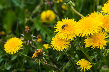 beautiful yellow dandelions in the natural environment