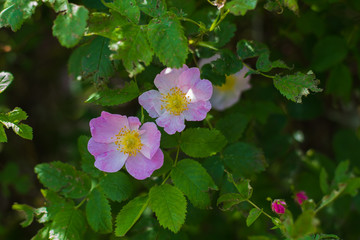 Blooming wild rose bushes