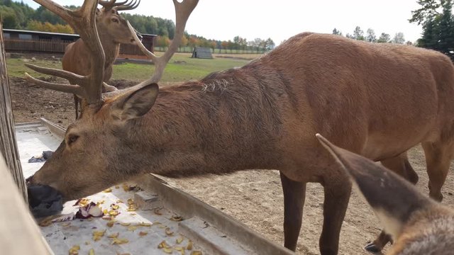 Hirsche bei der F&uuml;tterung