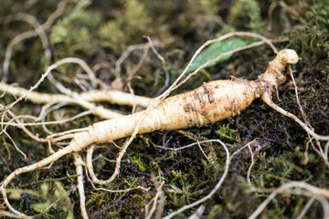 Korean ginseng root.