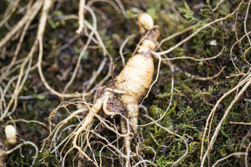 Korean ginseng root.