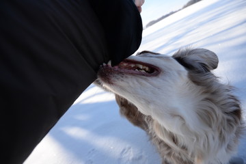 Vorsicht bissig. Hütehund beisst Besitzer in den Ärmel