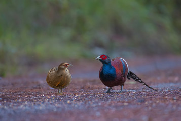 Bar-tailed pheasant male and female in nature on Doi San Ju; Chiang Mai Thailand.
