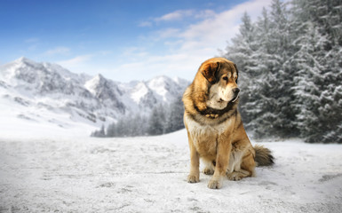 Fototapeta premium winter time in mountains and big brown dog 