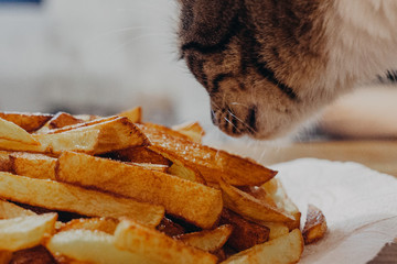 the cat steals the fried potatoes