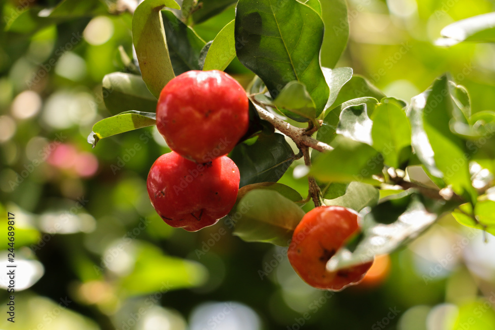 Wall mural Cherry in garden