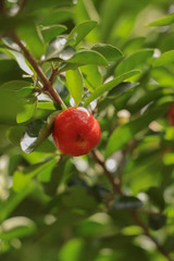 Cherry in garden