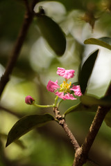 Cherry in garden