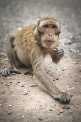 Funny cute monkey lives in a natural.