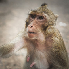 Obraz premium Funny cute monkey lives in a natural.
