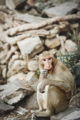 Funny cute monkey lives in a natural.