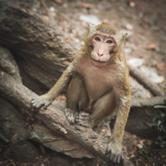 Funny cute monkey lives in a natural.