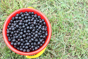 Ripe chokeberry in a plastic bucket on the grass in the garden
