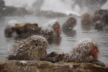 雪と温泉サル