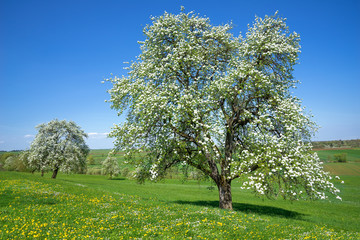 Fototapeta na wymiar Blühender Birnbaum auf einer Blumenwiese im Frühling in ländlicher Kulturlandschaft