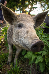 Bio Schweine auf Freilauf Bauernhof in Österreich