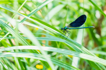 Libellule bleu vert irisé posée sur une herbe