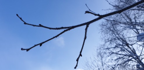 Fototapeta na wymiar Frozen tree branch. A branch of a tree in the ice.
