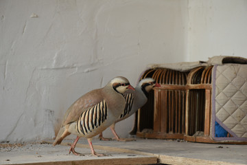 partridge grown on the farm