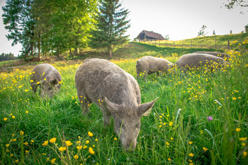 Bio Schweine auf Freilauf Bauernhof in Österreich
