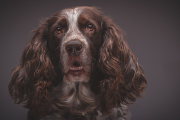 Brown spotted Russian cocker spaniel, blurred background