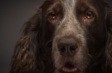 Brown spotted Russian cocker spaniel, blurred background