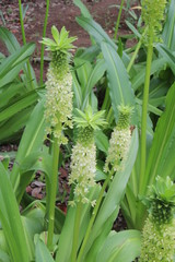 Obraz premium パイナップルリリー