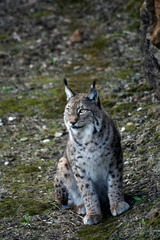 Naklejka na ściany i meble Iberian lynx close up