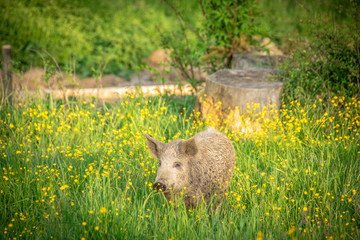 Bio Schweine auf Freilauf Bauernhof in Österreich