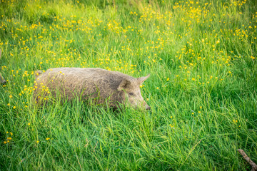 Fototapete bei efototapeten.de bestellen   