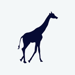 Vector silhouette of a giraffe on a white background.
