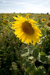 A single sunflower on the edge of a field of sunflowers