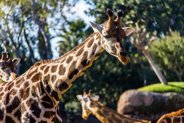 A giraffe, giraffa camelopardalis, in a zoo of Spain